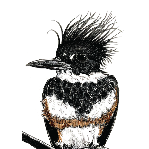 Bird Art by Bria Cox - logo